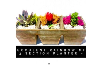 Plant Nite: Succulent Rainbow Mix - 3 Section Planter